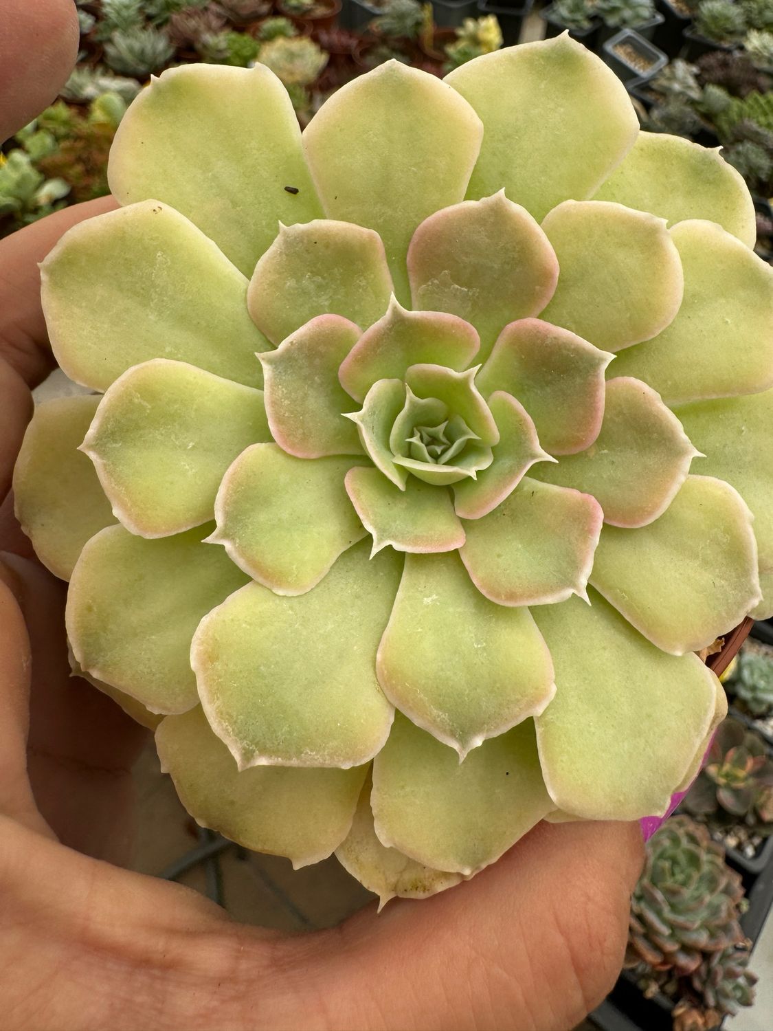 Echeveria Shaviana Peregrina 3,50€