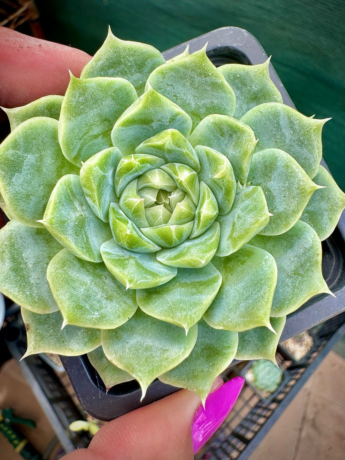 Echeveria Red Cherry
