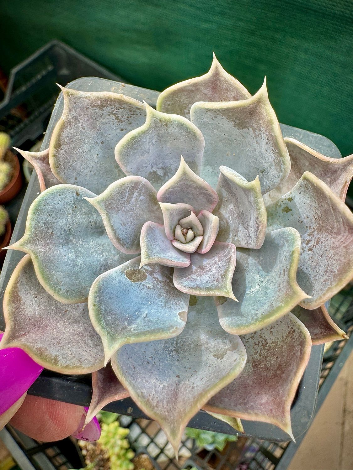 Echeveria Lilacina Rosa