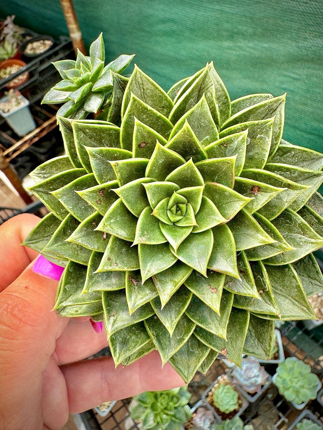 Echeveria sp