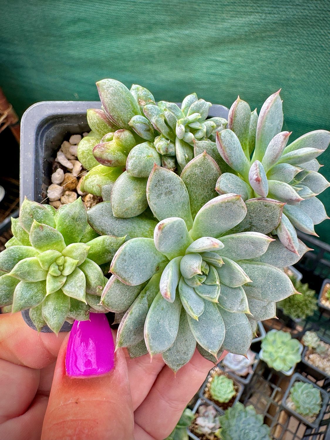 Pachyveria Morado bouquet con versión monstruosa