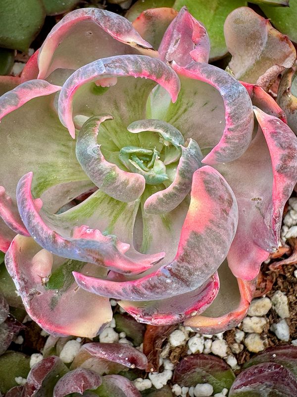 Echeveria Beyonce