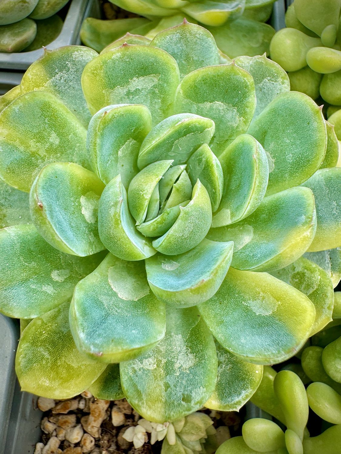 Echeveria Twin Berry Variegata