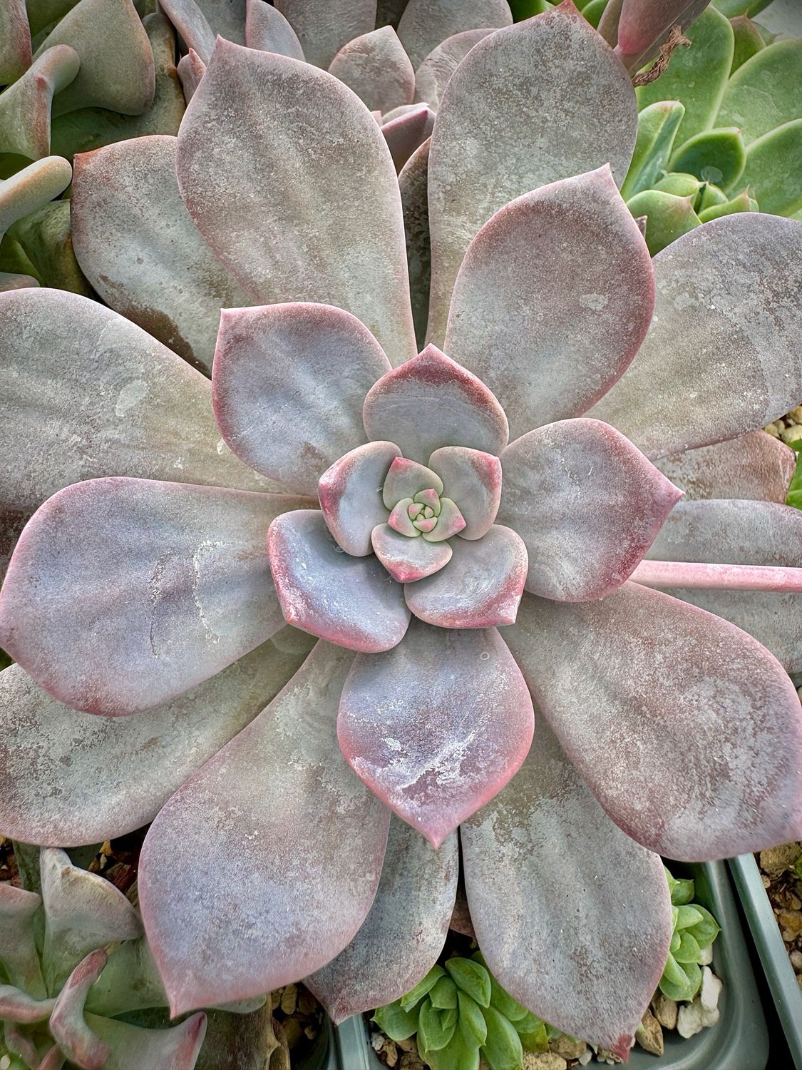 Echeveria Black Tea