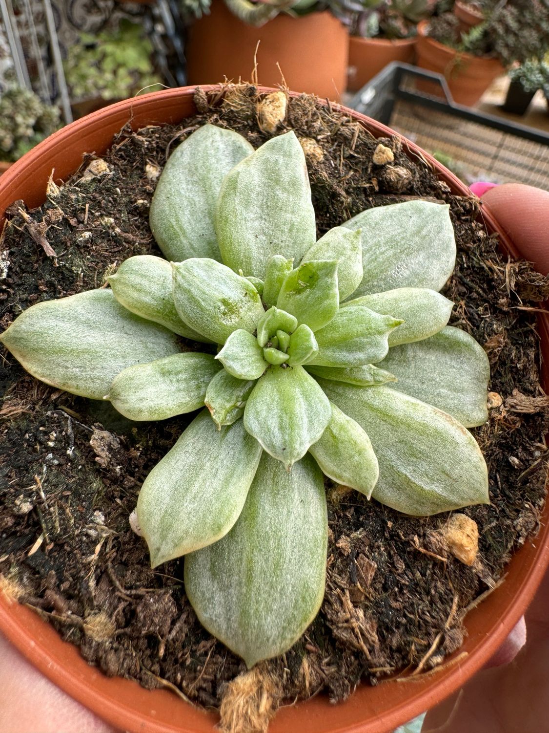 Sedeveria Rolly silver variegata