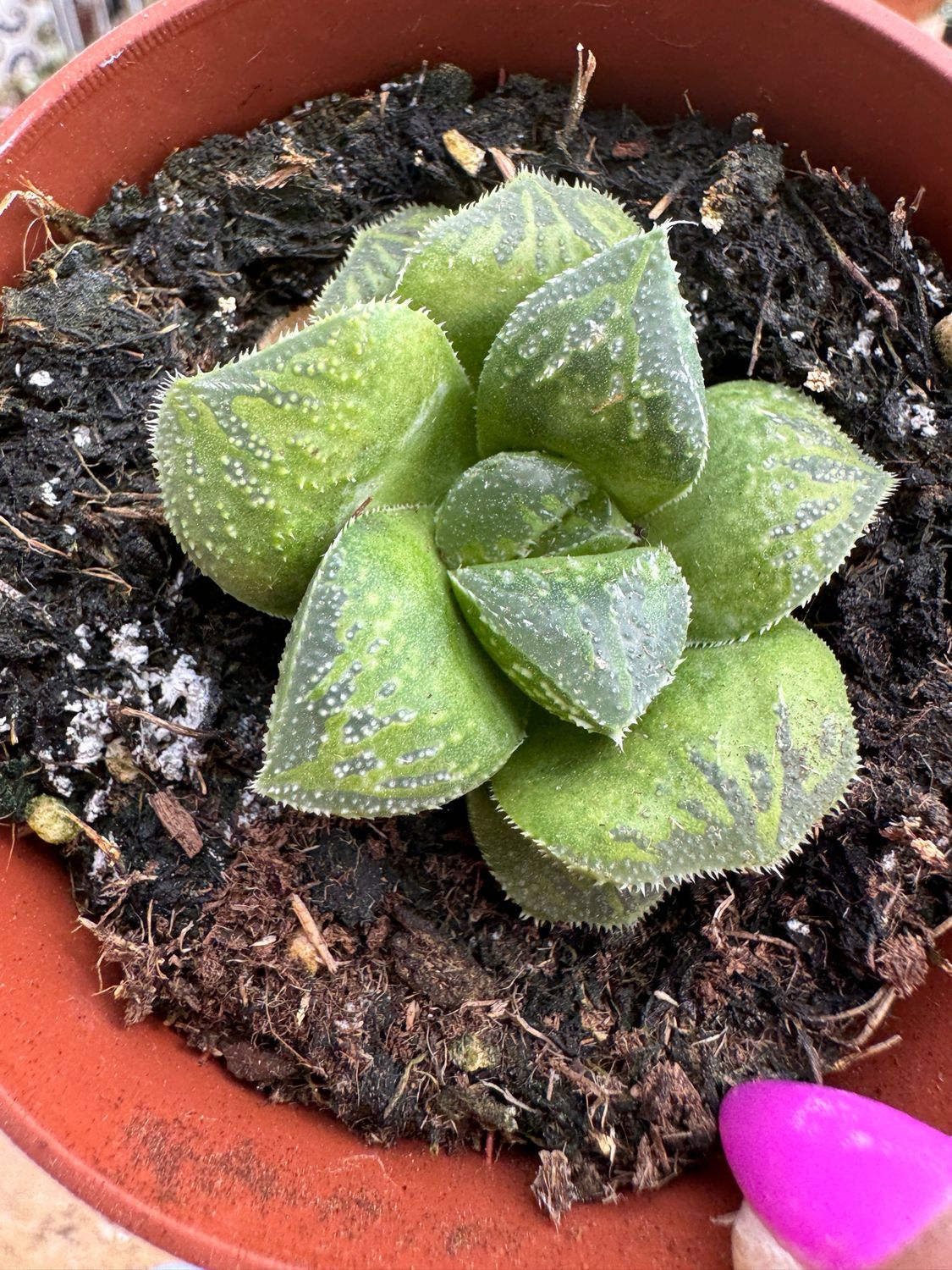 Haworthia hibrida
