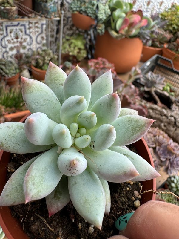 Pachyveria Angel Fingers