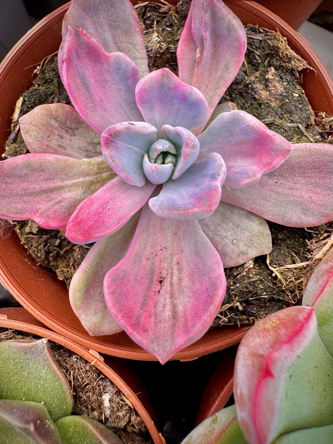 Graptoveria Mr Richard Variegata
