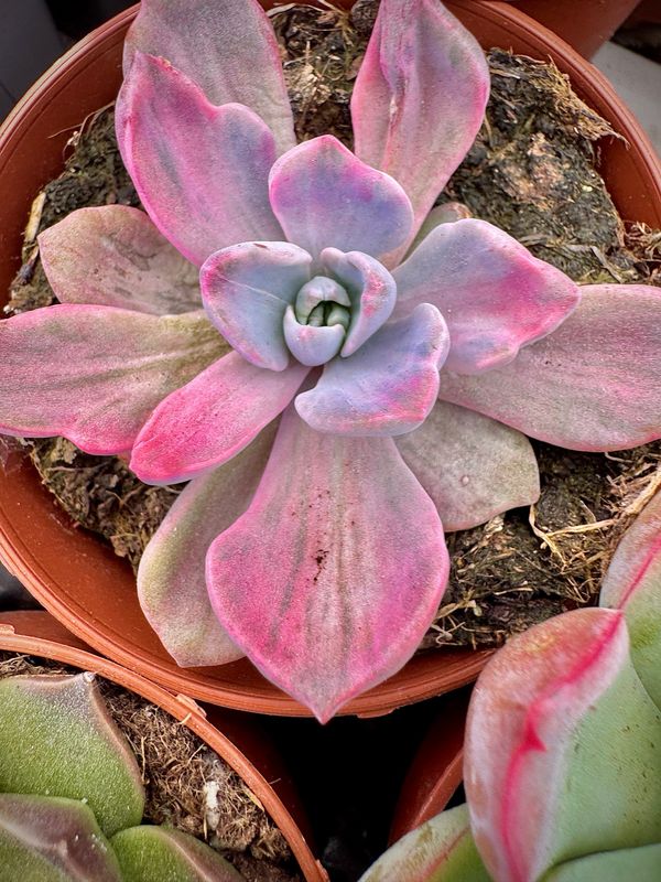 Graptoveria Mr Richard Variegata