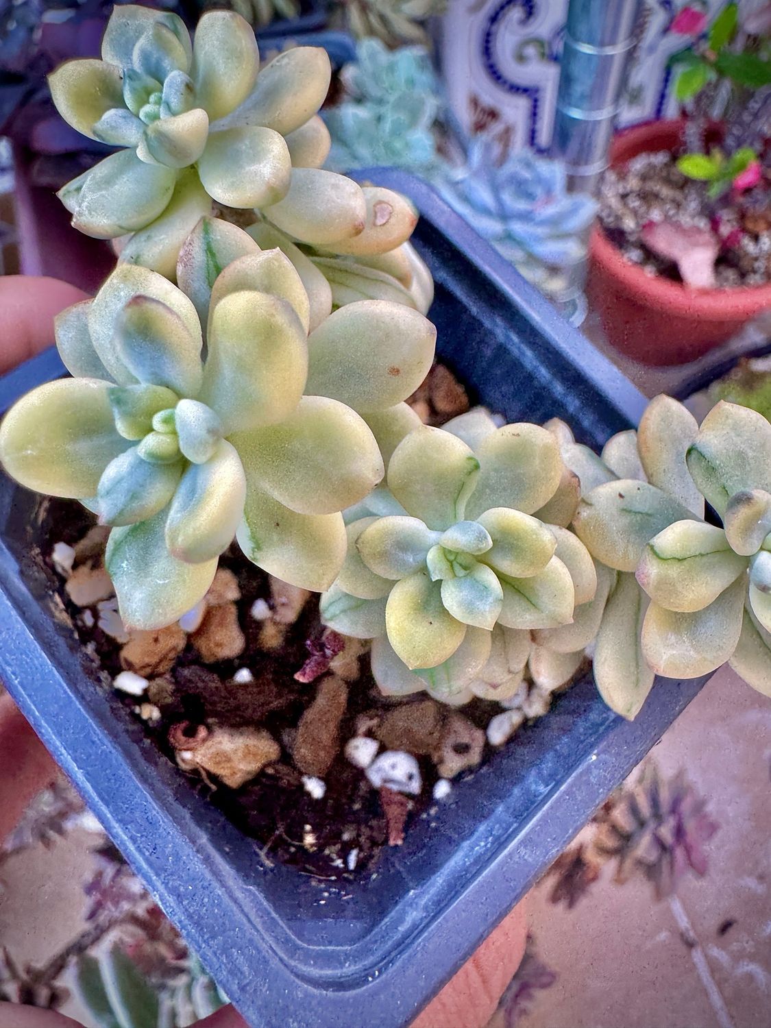 Sedum Jelly Bean Litle Mickey variegata