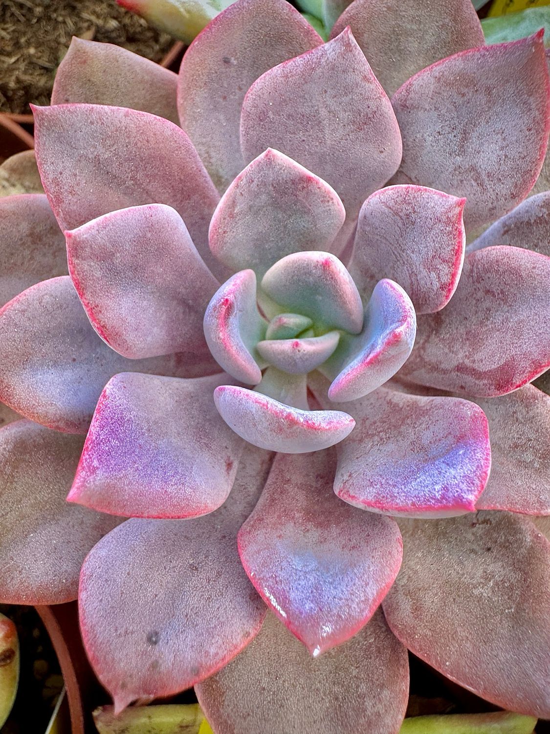 Graptoveria Debbie