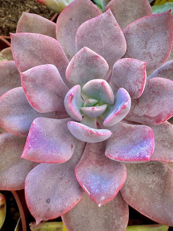 Graptoveria Debbie