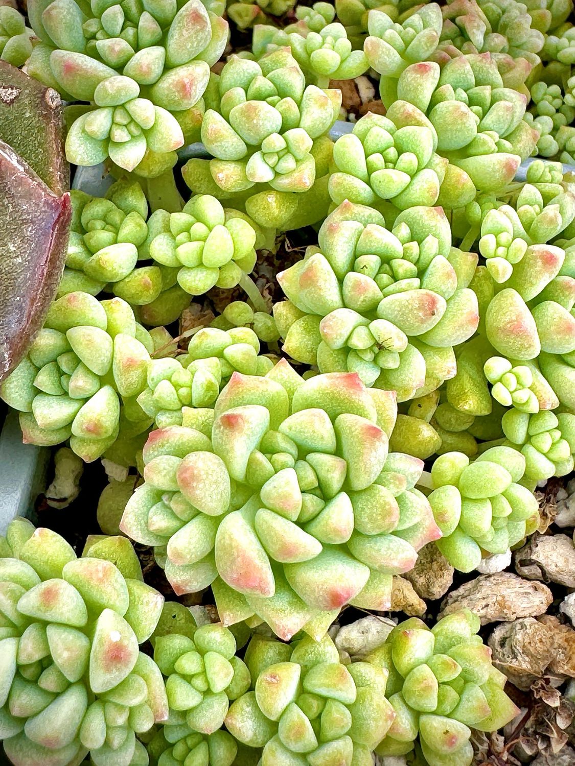 Sedum Spirit of Caramel