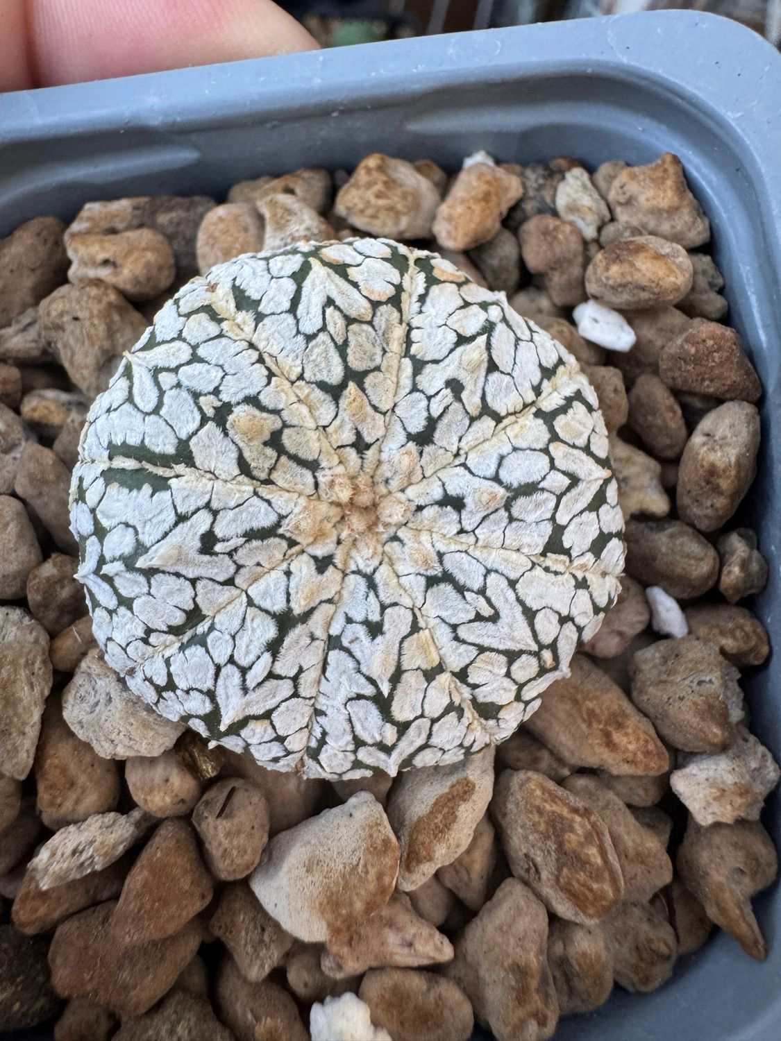 Astrophytum Asterias Superkabuto v tipe snow