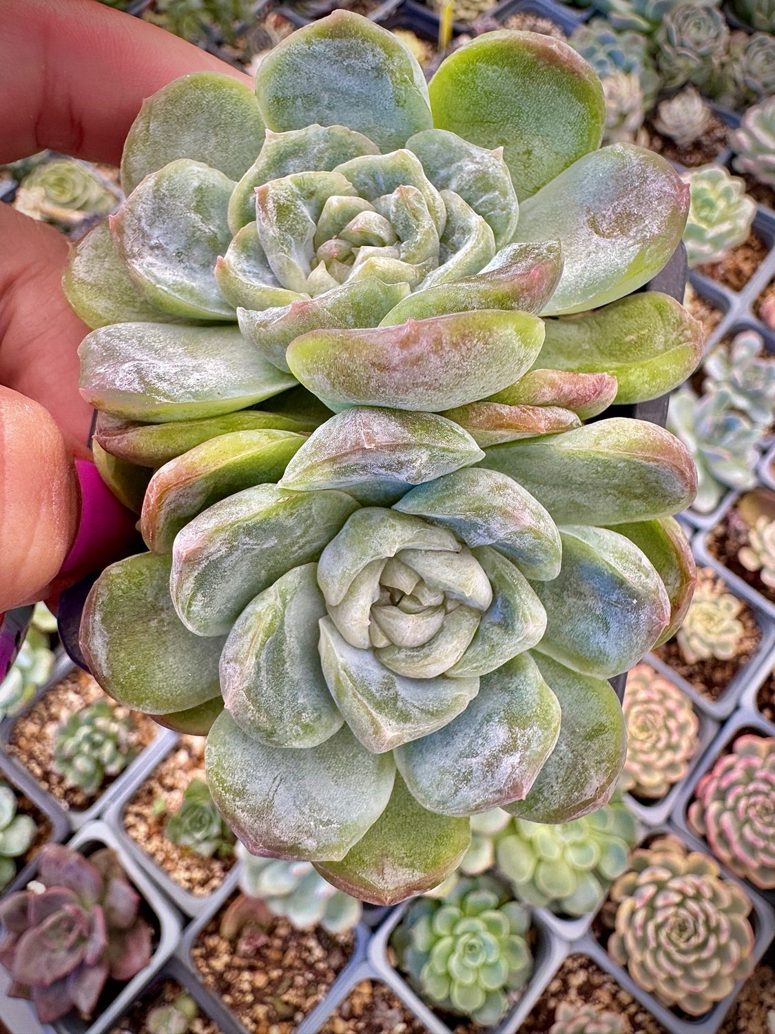 Echeveria Coconut Latte doble cabeza