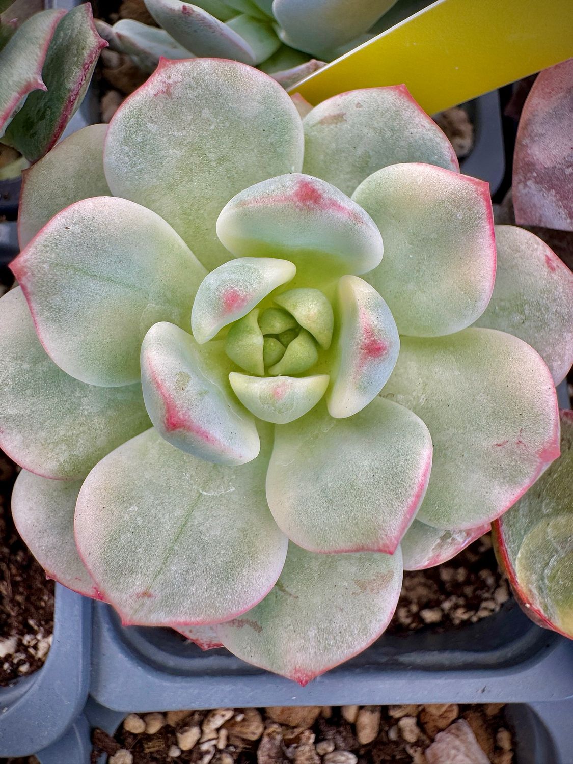 Sedeveria Pudgie Variegata