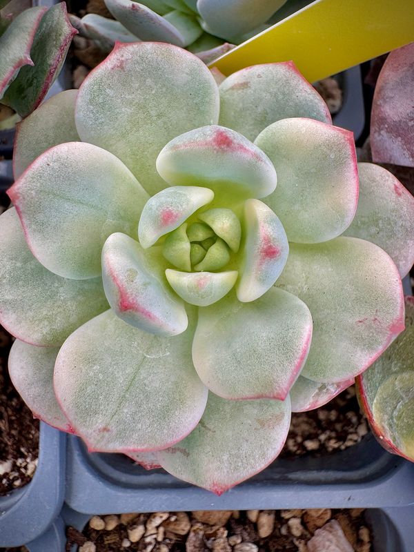 Sedeveria Pudgie Variegata