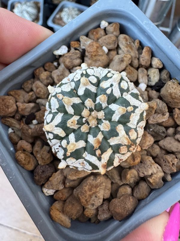 Astrophytum Asterias Superkabuto v tipe