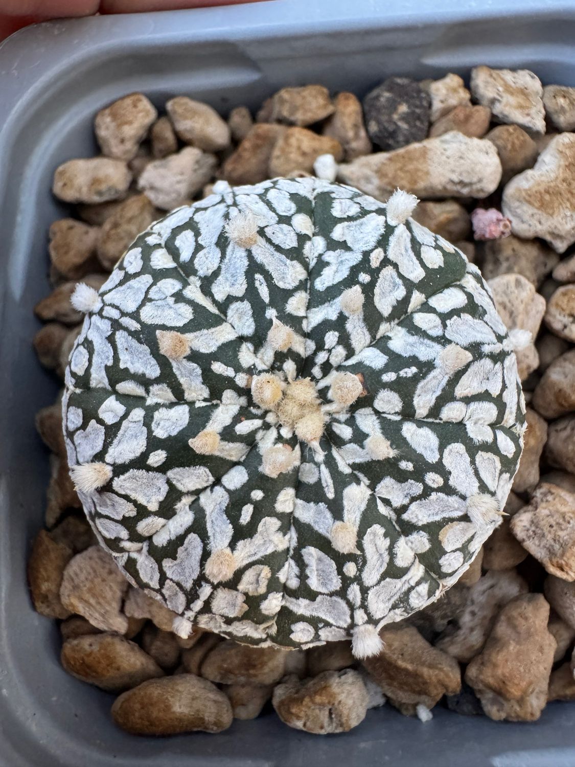 Astrophytum Asterias Superkabuto v tipe