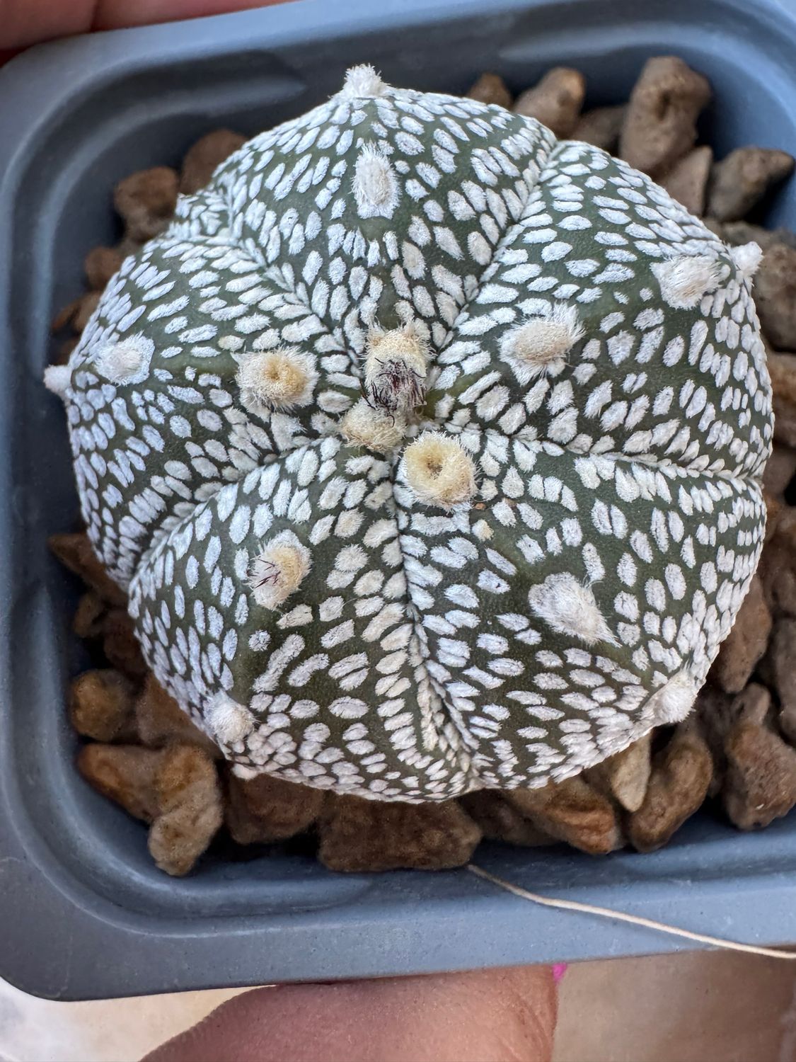 Astrophytum Asterias hibridas