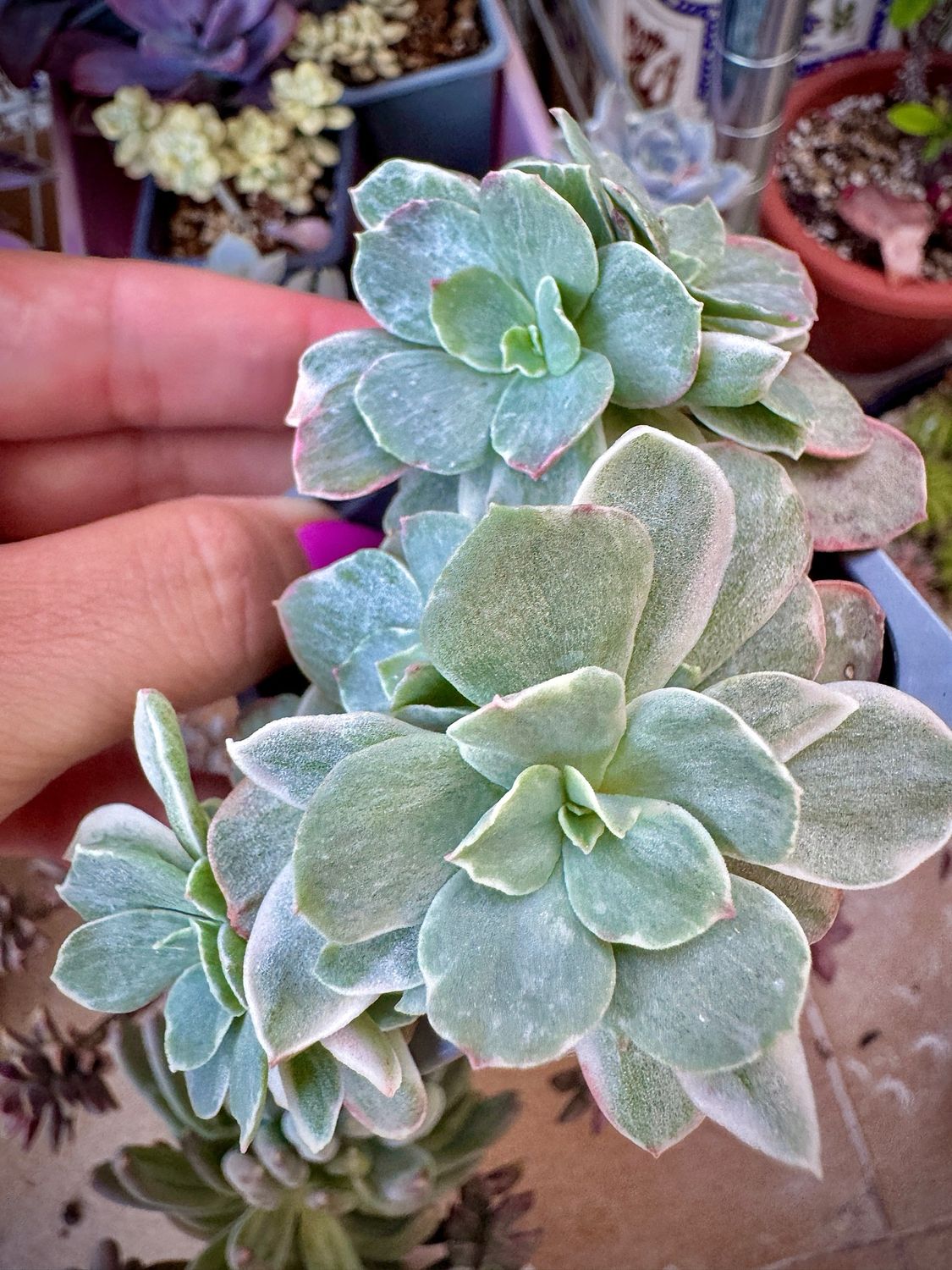 Echeveria Suyon variegada Bouquet
