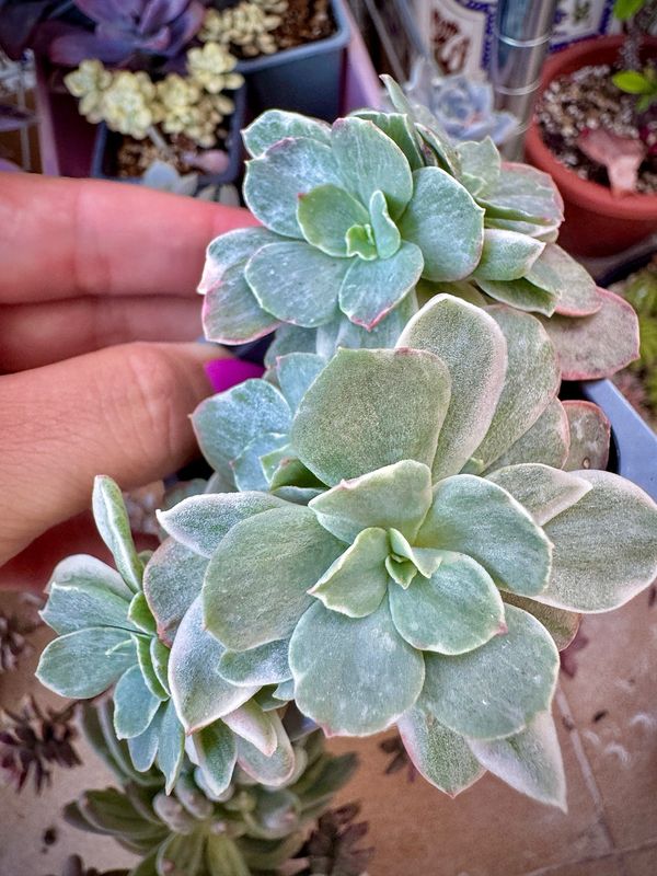 Echeveria Suyon variegada Bouquet