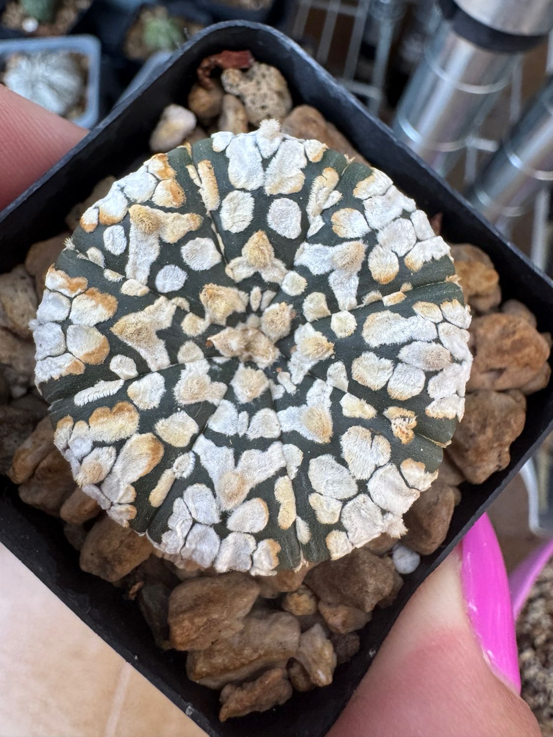 Astrophytum Asterias Superkabuto v tipe snow