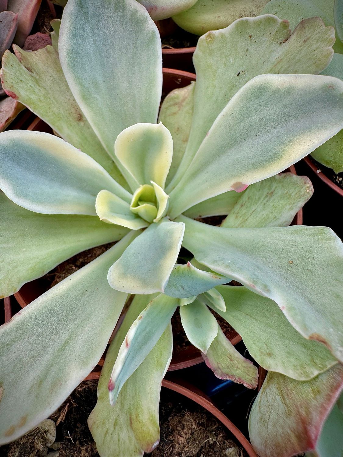 Echeveria Moon River variegata
