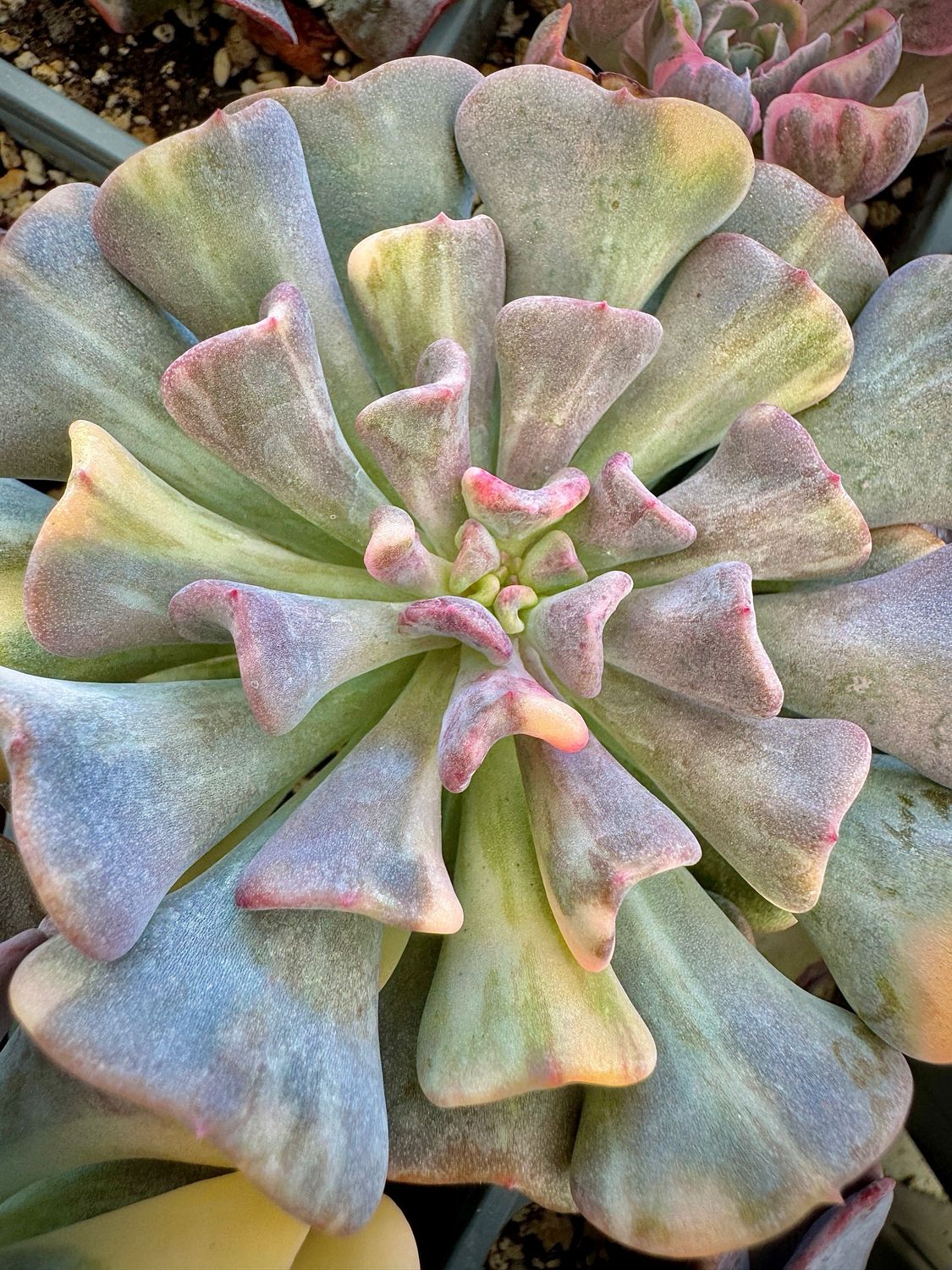 Echeveria Cubic Frost Variegata