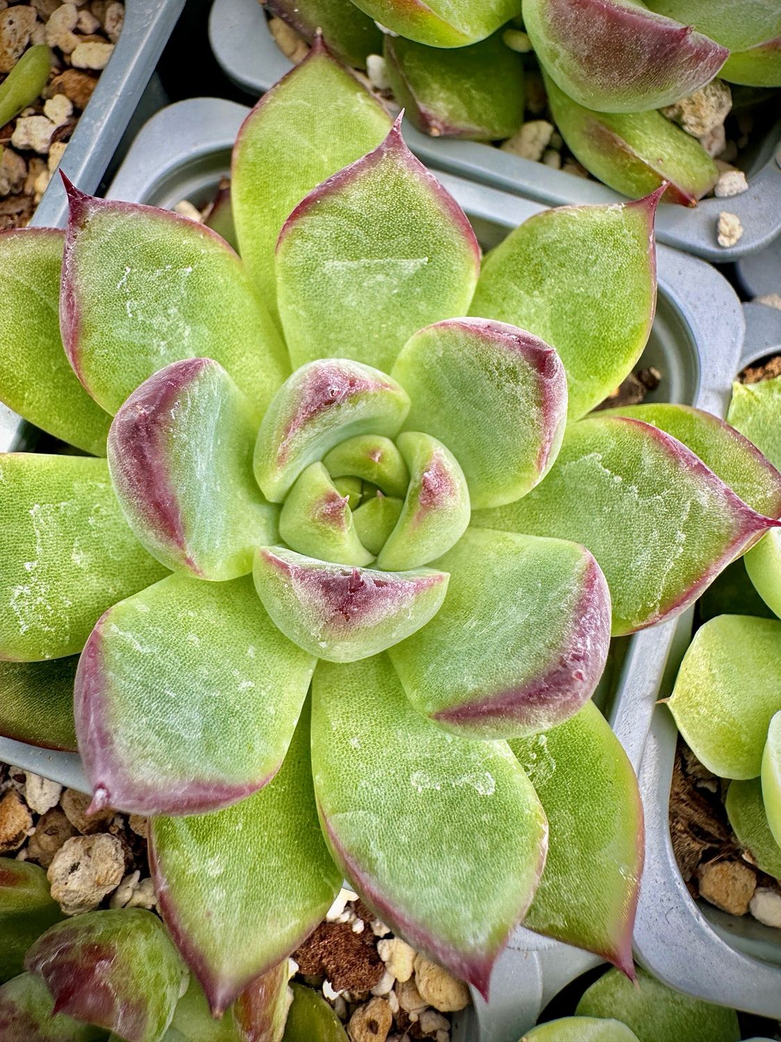 Echeveria Bonfire