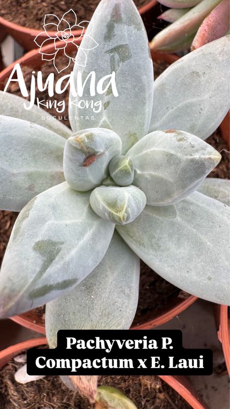 Pachyveria P. Compactum x E. Laui