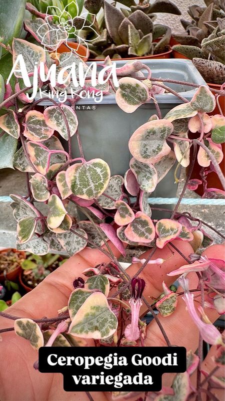 Ceropegia goody variegada