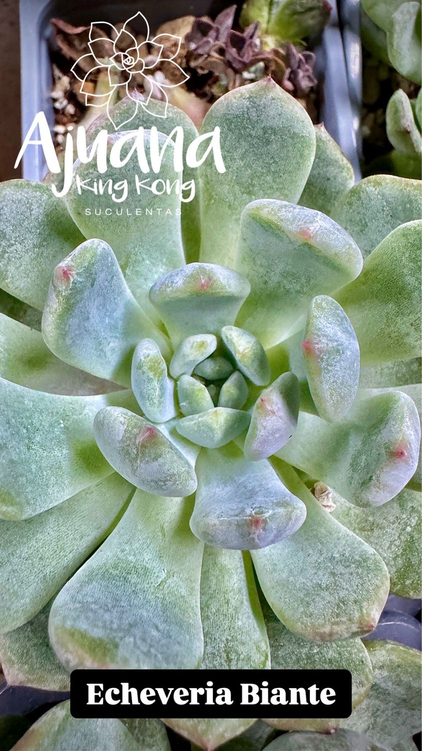 Echeveria Biante