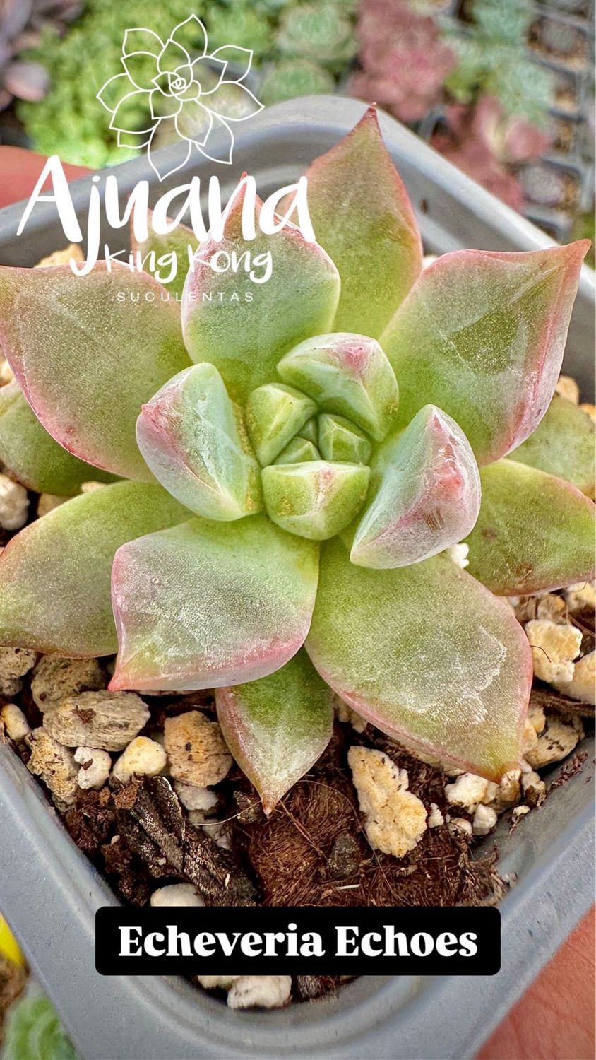 Echeveria Echoes