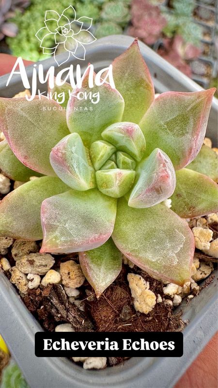 Echeveria Echoes