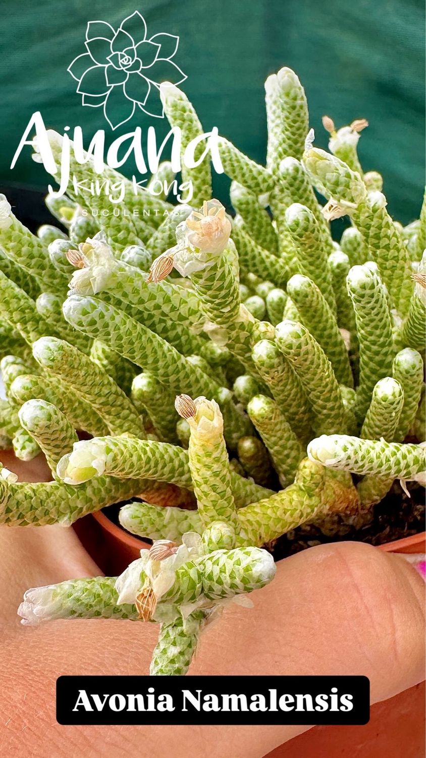 Avonia Namalensis