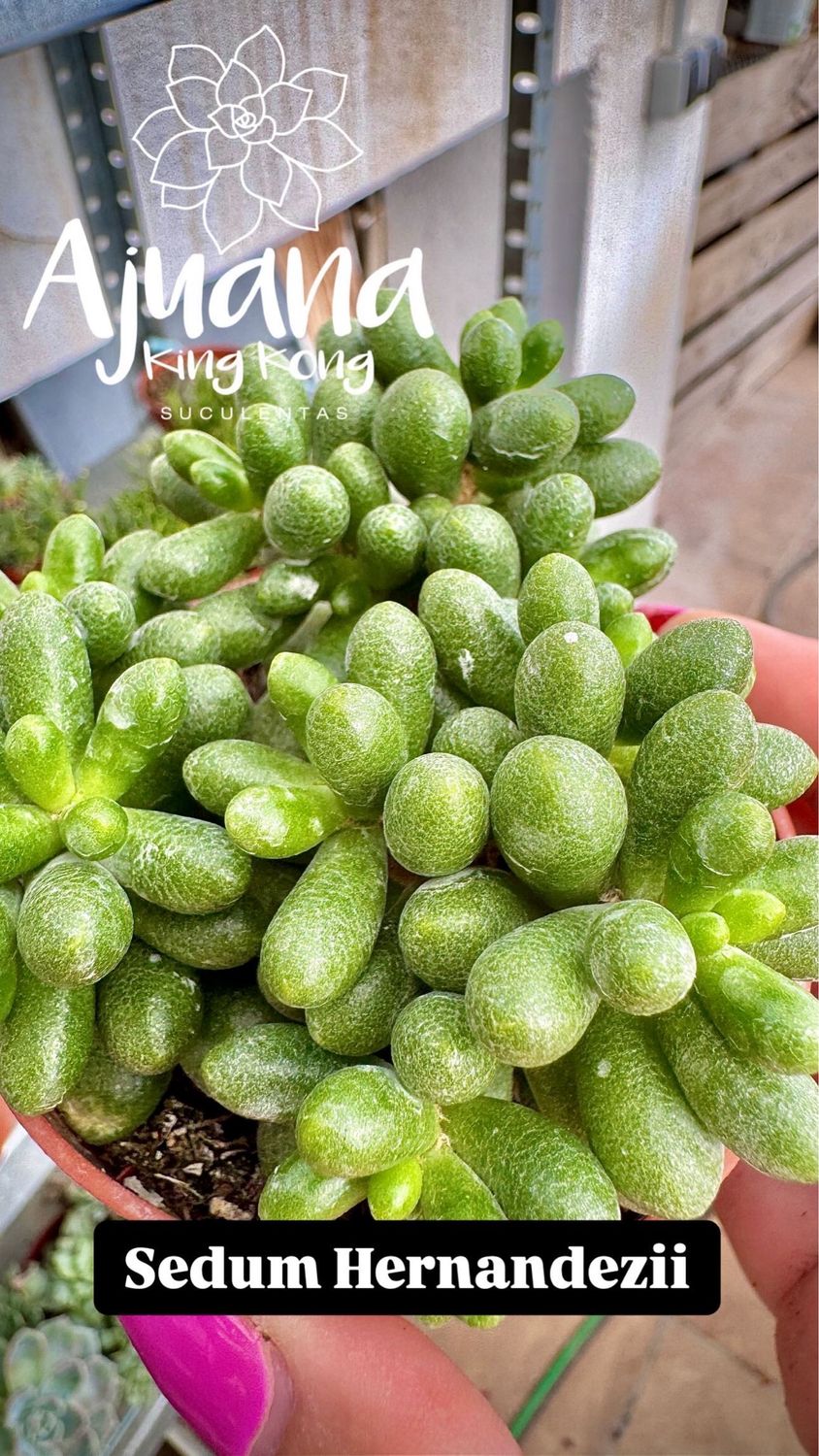 Sedum Hernandezii
