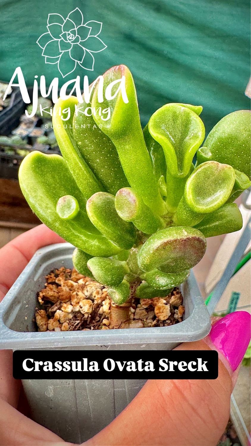 Crassula ovata orejas de Sreck