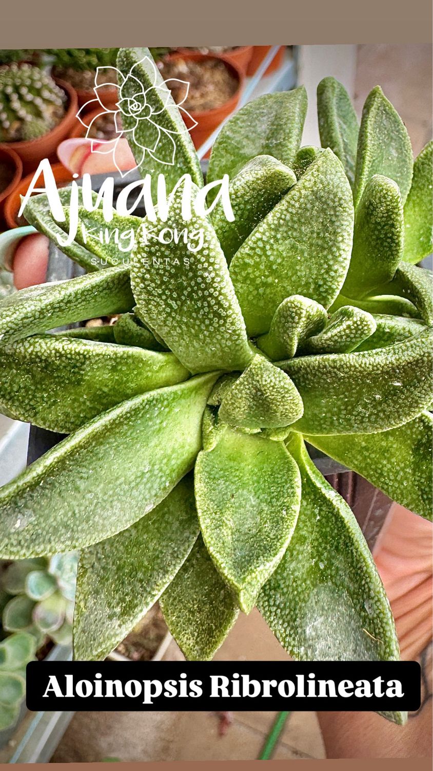 Alionopsis Rubrolineata
