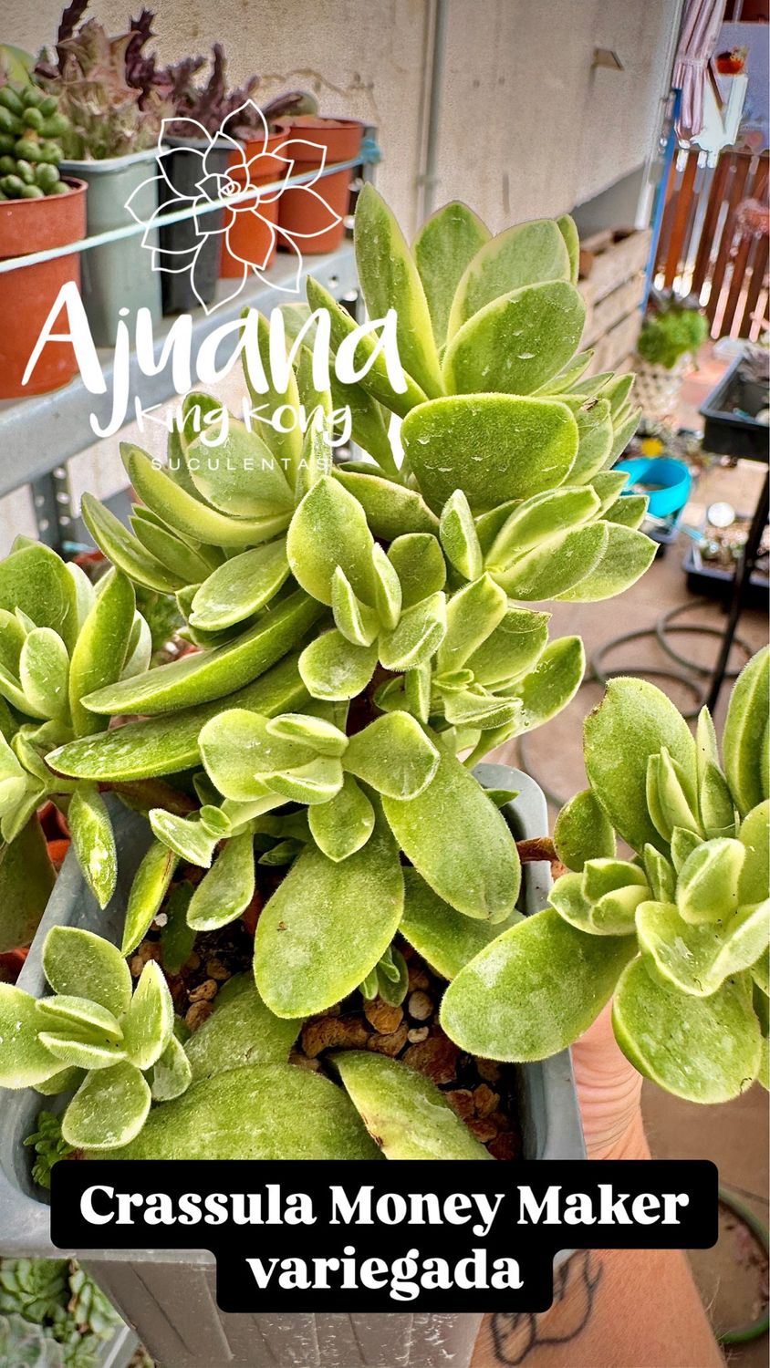 Crassula Money maker variegada