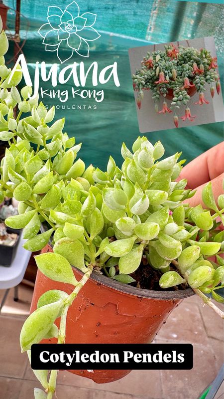 Cotyledon Pendels