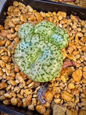Plantas africanas