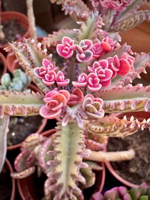 Kalanchoe