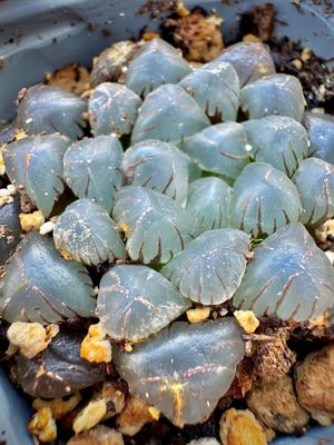 Haworthia
