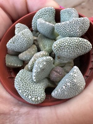 Titanopsis