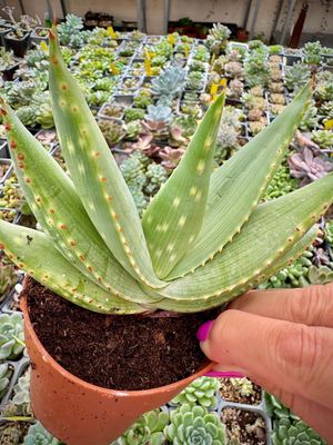 Aloes