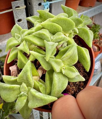 Crassulas