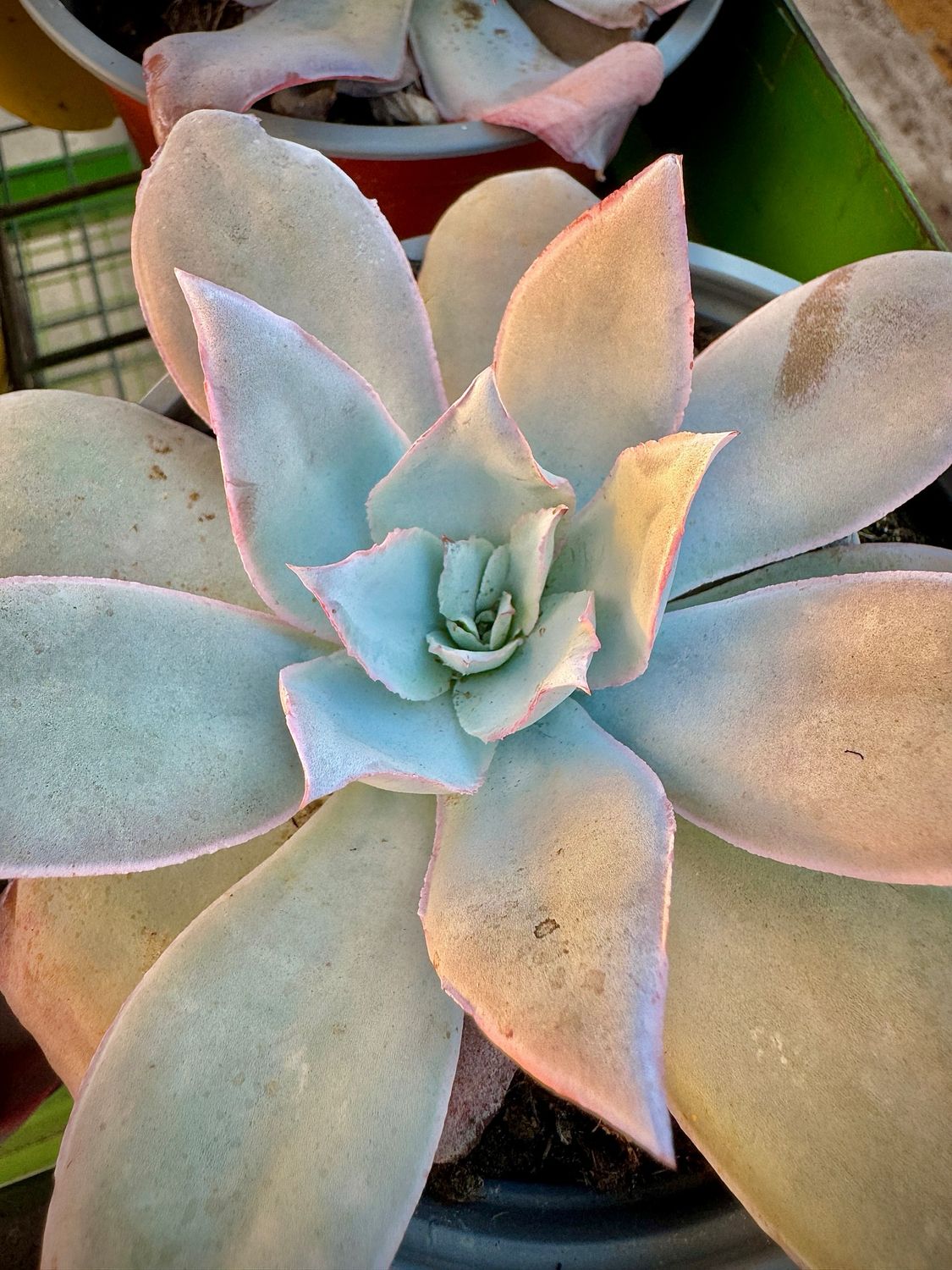 Echeveria Cante
