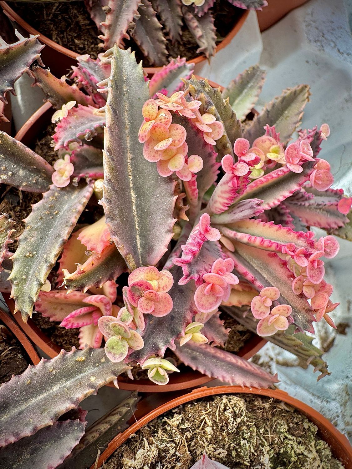 Kalanchoe Pink Butterfly variegada