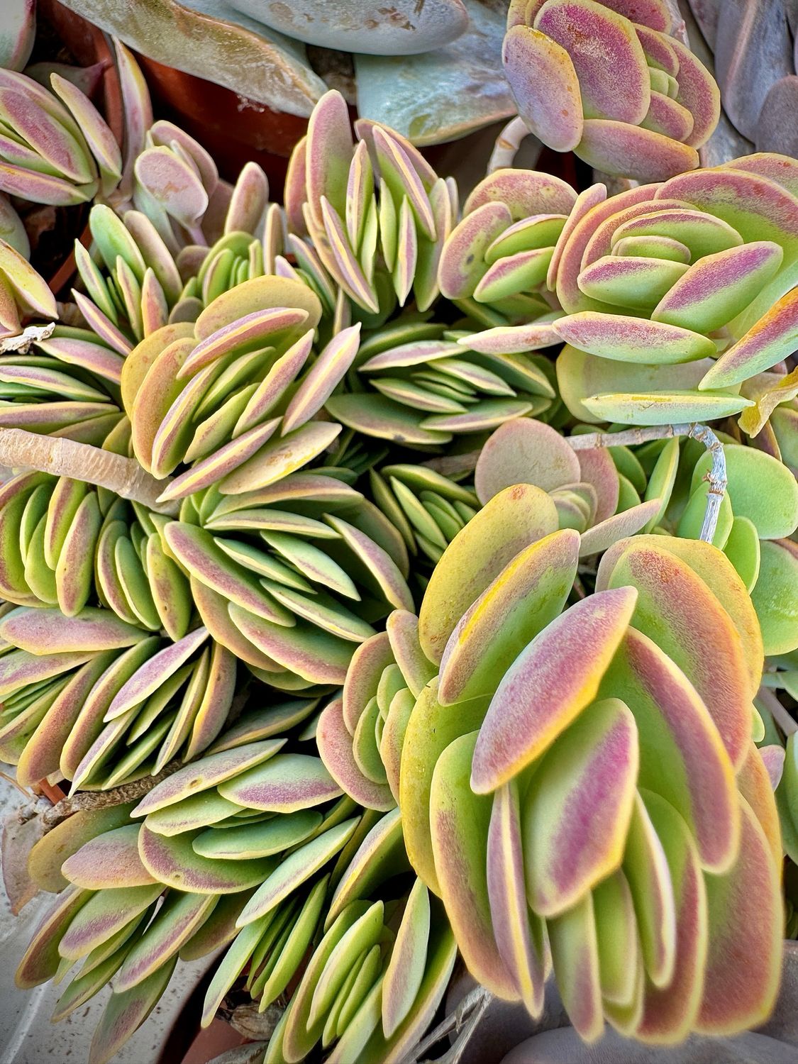 Kalanchoe rotundifolia